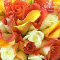 Hampton Inn Phoenix Scottsdale at Shea Blvd. 