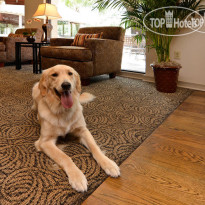 Best Western Plus St. Charles Inn 