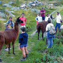 Goldener Adler Ламы