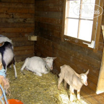 Eadahof Gasthof C2 Козы