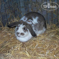 Eadahof Gasthof C2 Заяц