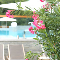 Avalon Resort & Spa 