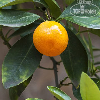 Mediterran