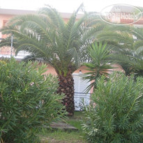 Villa Olive grove
