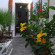 Ibiscus Hotel 