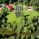 Photos Eurocamp