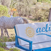 Aelia Studios 