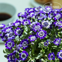 Olympic Star Интерьер