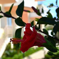 Golden Rose Suites