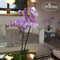 Iviskos Hotel 
