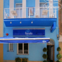Parrots Sitges