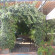 Taray Botanico 
