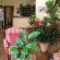 Taray Botanico 