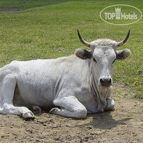 Fattoria Montelucci Hotel 