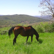 Fattoria Montelucci Hotel