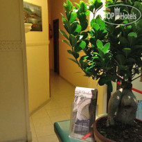 Le Orchidee 