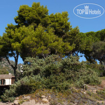 Is Morus Relais