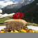 Posthotel Cavallino Bianco 