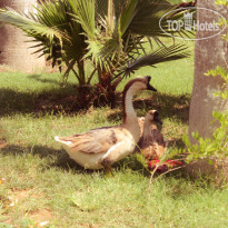 Erendiz Kemer Resort 