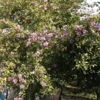 Kucuk Denizkizi 