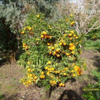 Antalya Farm House Сад