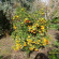 Antalya Farm House Сад