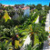 Club Hotel Aqua Plaza 