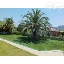 Dalyan Palmiye