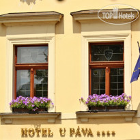 U Pava