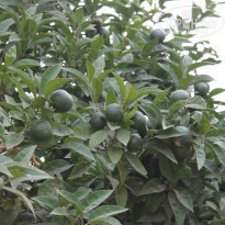 фото из отзыва ID 1000269