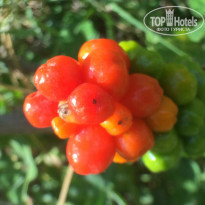 фото из отзыва ID 1000833