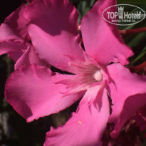 фото из отзыва ID 1000833