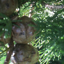 фото из отзыва ID 1000833