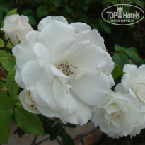 фото из отзыва ID 1001449