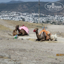 фото из отзыва ID 1001586