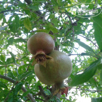 фото из отзыва ID 1002359