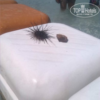 фото из отзыва ID 1004439