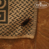 фото из отзыва ID 1005528