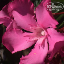 фото из отзыва ID 1006041