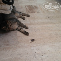 фото из отзыва ID 1006697