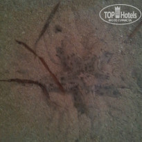 фото из отзыва ID 1007406