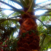 фото из отзыва ID 1007977