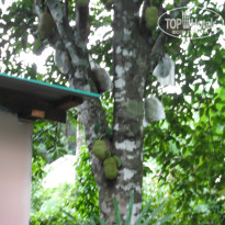 фото из отзыва ID 1008376