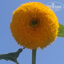 фото из отзыва ID 1008445