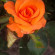 фото из отзыва ID 1008445