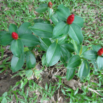 фото из отзыва ID 1008376