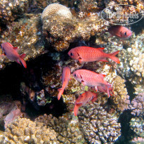 фото из отзыва ID 1008581