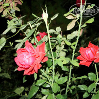 фото из отзыва ID 1001760