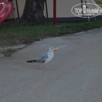 фото из отзыва ID 1010033