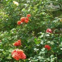 фото из отзыва ID 1010252